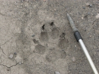 Wolf track